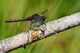 Leucorrhinia rubicunda - Nordische Moosjungfer