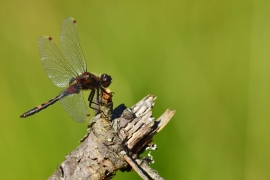 Leucorrhinia rubicunda - Nordische Moosjungfer