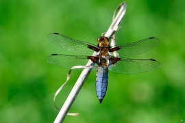 Libellula depressa - Plattbauch