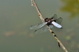 Plattbauch - Libélula de vientre plano - Libellula depressa