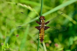 Plattbauch - Libélula de vientre plano - Libellula depressa