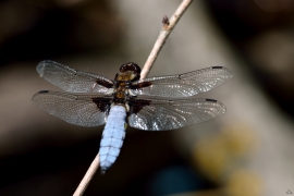 Plattbauch - Libélula de vientre plano - Libellula depressa