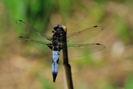 Libellula fulva - Spitzenfleck