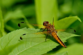 Spitzenfleck - Libellula fulva