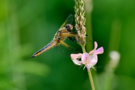 Spitzenfleck - Libellula fulva