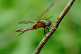 Spitzenfleck - Libellula fulva