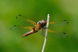 Spitzenfleck - Libellula fulva