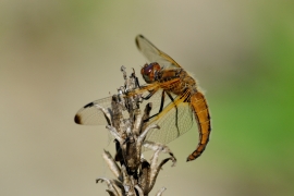 Spitzenfleck - Libellula fulva