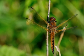 Spitzenfleck - Libellula fulva