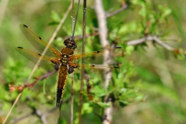 Libellula quadrimaculata - Vierfleck