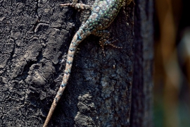 Lagartija-Esbelta_4941