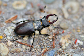 Lucanus cervus - Hirschkäfer