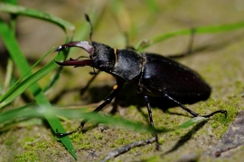 Hirschkäfer - Lucanus cervus