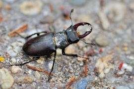 Hirschkäfer - Lucanus cervus