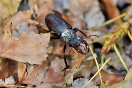 Hirschkäfer - Lucanus cervus