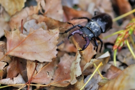 Hirschkäfer - Lucanus cervus