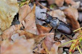 Hirschkäfer - Lucanus cervus