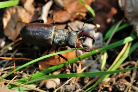 Hirschkäfer - Lucanus cervus