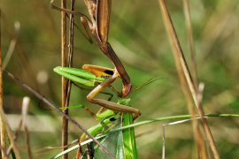 Mantis vs Mantis