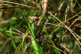 Fangschrecke