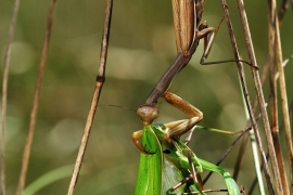 Fangschrecke