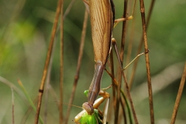 Fangschrecke