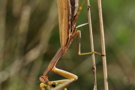 Fangschrecke