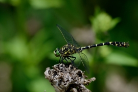 Kleine Zangenlibelle - Onychogomphus forcipatus