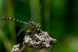 Kleine Zangenlibelle - Onychogomphus forcipatus