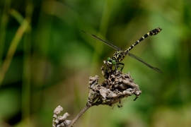 Kleine Zangenlibelle - Onychogomphus forcipatus