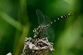 Kleine Zangenlibelle - Onychogomphus forcipatus