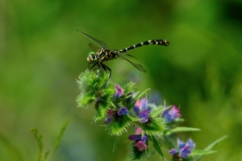 Kleine Zangenlibelle - Onychogomphus forcipatus