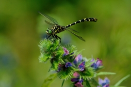 Kleine Zangenlibelle - Onychogomphus forcipatus