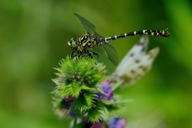 Kleine Zangenlibelle - Onychogomphus forcipatus