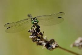 Kleine Zangenlibelle - Onychogomphus forcipatus