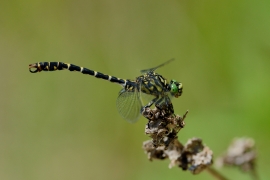 Kleine Zangenlibelle - Onychogomphus forcipatus