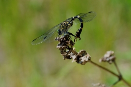 Kleine Zangenlibelle - Onychogomphus forcipatus