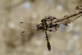 Kleine Zangenlibelle - Onychogomphus forcipatus