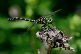 Kleine Zangenlibelle - Onychogomphus forcipatus