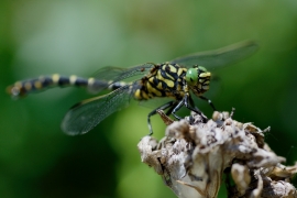 Kleine Zangenlibelle - Onychogomphus forcipatus