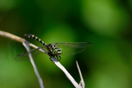 Kleine Zangenlibelle - Onychogomphus forcipatus