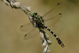 Kleine Zangenlibelle - Onychogomphus forcipatus