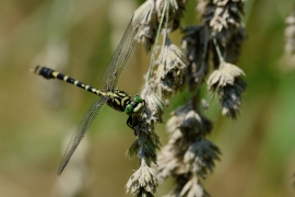 Kleine Zangenlibelle - Onychogomphus forcipatus