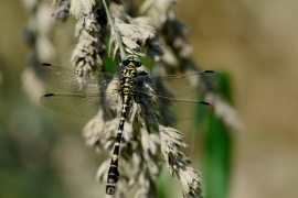 Kleine Zangenlibelle - Onychogomphus forcipatus