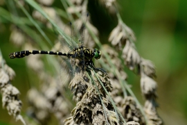 Kleine Zangenlibelle - Onychogomphus forcipatus