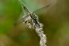 Kleine Zangenlibelle - Onychogomphus forcipatus