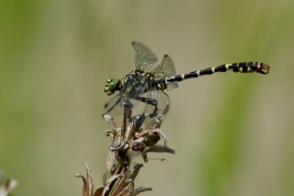 Kleine Zangenlibelle - Onychogomphus forcipatus