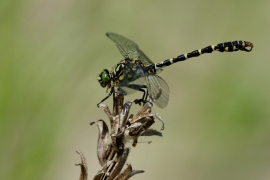 Kleine Zangenlibelle - Onychogomphus forcipatus