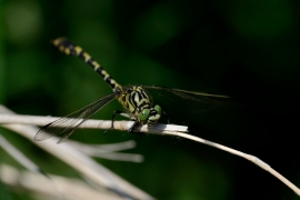 Kleine Zangenlibelle - Onychogomphus forcipatus