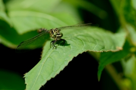 Kleine Zangenlibelle - Onychogomphus forcipatus